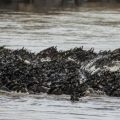 Reframe the Great Migration as a Season-Led Safari Journey, Not a Single Moment