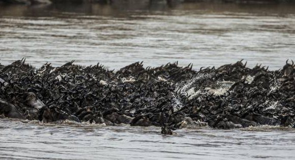 Reframe the Great Migration as a Season-Led Safari Journey, Not a Single Moment